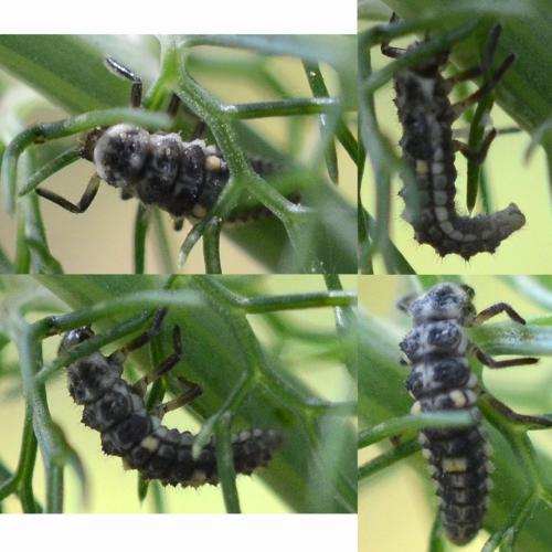 Réf. 304 414 : Adalia bipunctata